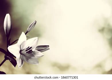 18,654 Condolence Background Royalty-Free Photos and Stock Images ...