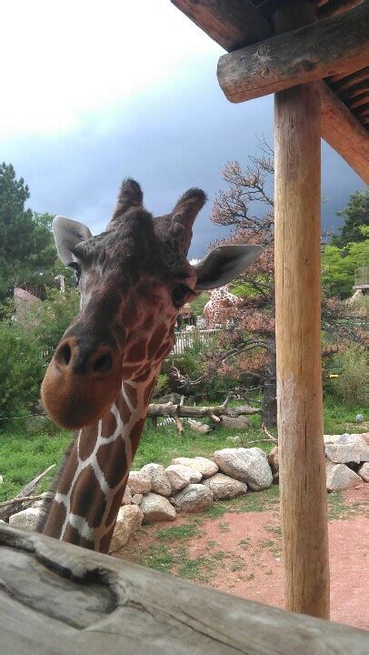 Cheyenne Mountain: Giraffes Cheyenne Mountain Zoo