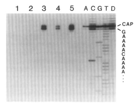 Characterization Of The Terminus Of Kb Cymv Rnas Kb Rnas