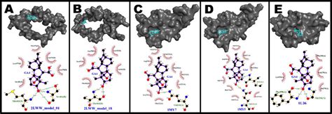 3D and 2D diagrams of the binding between the plant hormone gibberellin... | Download Scientific ...