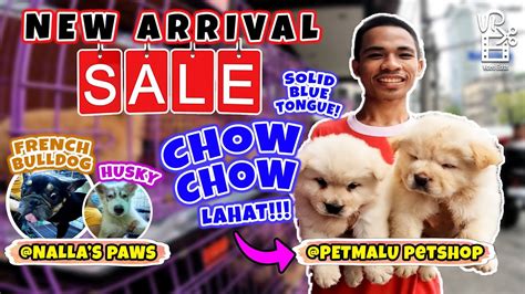 Umuulan Ng Chowchow Sa Petmalu Petshop Solid New Arrival Puppies