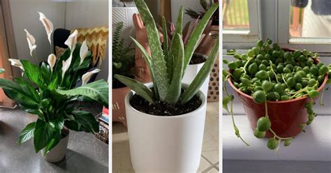 16 Easy Care Houseplants Thatll Help Bring The Outdoors In