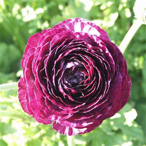 Ranunculus Purple Bulbs For Sale Purple Ranunculus Easy To Grow Bulbs