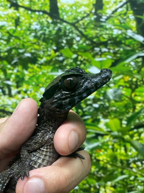 Super Dark Baby Smooth Front Smooth Fronted Caiman By Pauls Cool