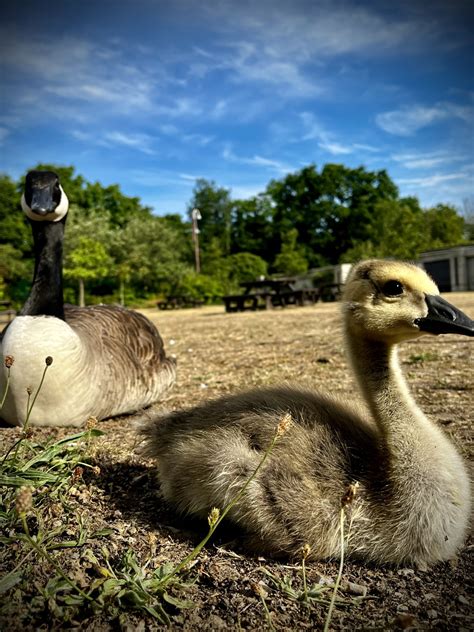 The National Archives On Twitter Whats Good For The Goose Is Good