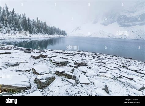 Floe Lake Shoreline At Floe Lake Campground Kootenay National Park In