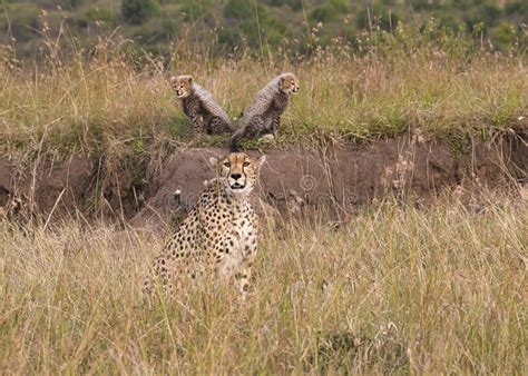 Cheetah Mother Acinonyx Jubatus With Her Cubs In The Maasai Mara