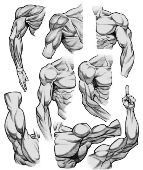 ArtStation - Arm & Chest Anatomy Studies