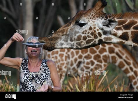 Feeding the giraffes at Giraffe Manor, Nairobi, Kenya, East Africa ...