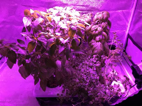 Growing different herbs together : r/Hydroponics