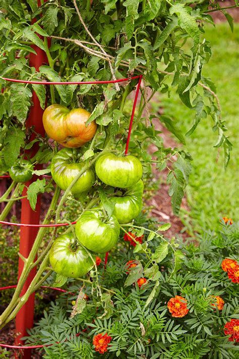 Vegetable Garden Tomatoes 3 Ways To Support Tomatoes | Espoma Organic
