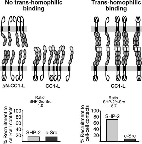 A Model For Transmembrane Signaling By CEACAM1 L Trans Homophilic