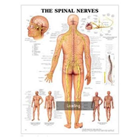 Chart Anatomical The Spinal Nerves 20x26 Ea Industrial