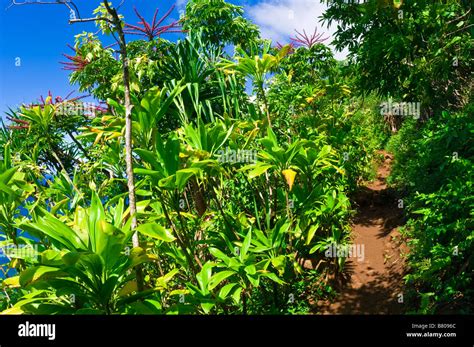 Lush Vegetation Along The Kalalau Trail Na Pali Coast Island Of Kauai