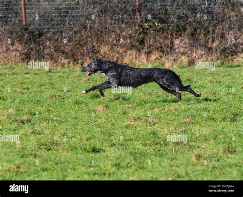 Puppy Deerhound X Greyhound Lurcher At Full Speed Showing The Extended