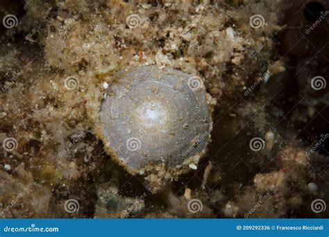 Forams Indonesia stock photo. Image of macro, called - 209292336