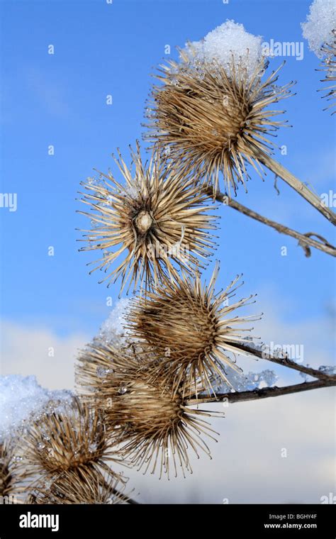 Burr Seed Hi Res Stock Photography And Images Alamy