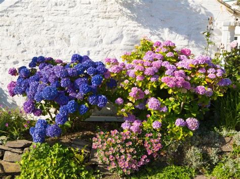 Où planter un hortensia Comment l exposer Quel choix de profondeur