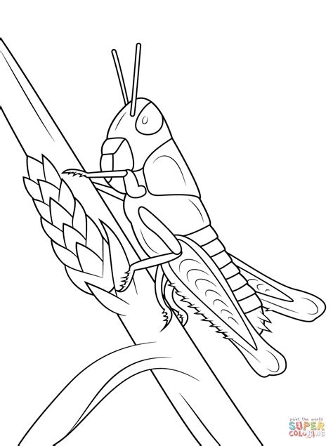 Dibujo De Chapulín Para Colorear Dibujos Para Colorear Imprimir Gratis