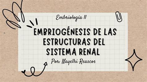 Embriogénesis del Sistema Renal Nayelhi Reascos uDocz