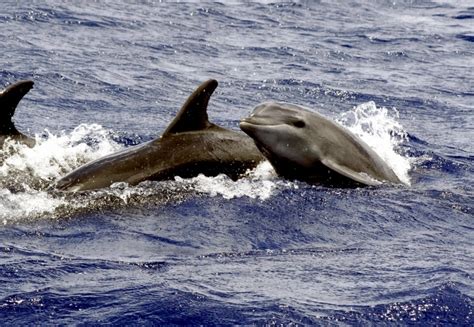 Bottlenose Dolphin – "OCEAN TREASURES" Memorial Library