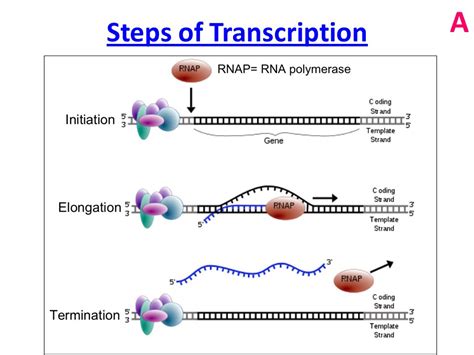 Antibiotics Bind To Rna Polymerase And