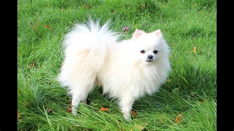 White Pomeranian DOG, 56% OFF | gbu-presnenskij.ru