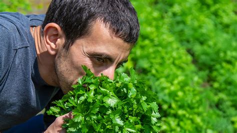 Unexpected Health Benefits Of Cilantro