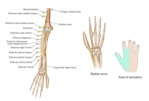 Wrist Hand Anatomy