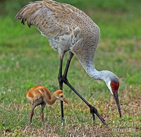 Female Sandhill With Chick Photograph By Larry Nieland