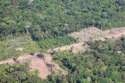 Declaran A La Reserva Forestal El Chor Como Parque Nacional Y Rea