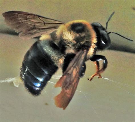 Large Carpenter Bee Management And Control Panhandle Agriculture