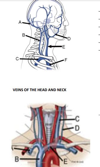 Veins Of The Head And Neck Diagram Quizlet