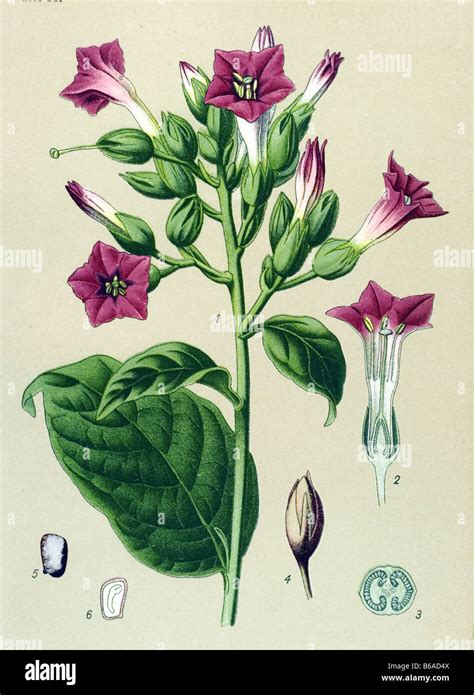 Nicotiana Tabacum Flower