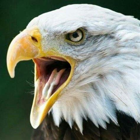 The Great Native American Art | Eagles, Eagle images, Bald eagle