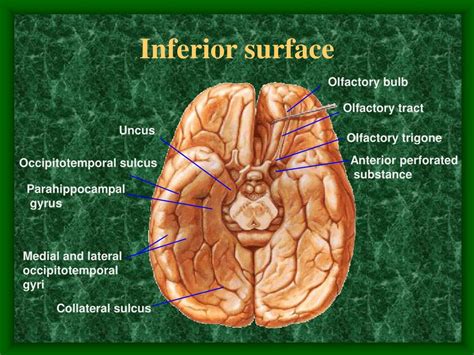 Ppt The Telencephalon Powerpoint Presentation Free Download Id2966838