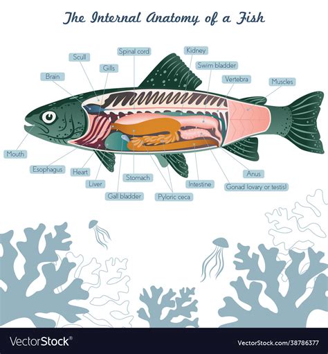 Fish internal organs art anatomy Royalty Free Vector Image