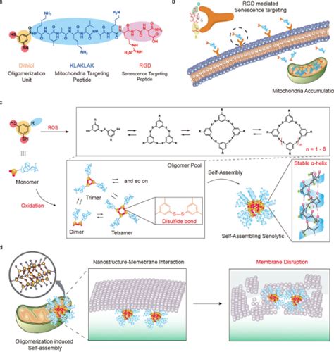 Jacs：精准清除衰老细胞，为衰老相关疾病治疗提供新选择腾讯新闻