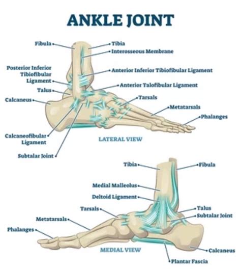 Foot And Ankle Anatomy Midwest Orthopaedics