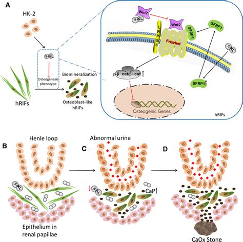 A Schematic Model Of The Potential Mechanism By Which Soluble α Klotho