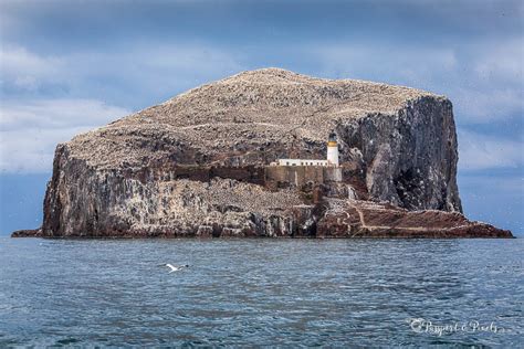 Seeing Gannets At The Incredible Bass Rock In Scotland