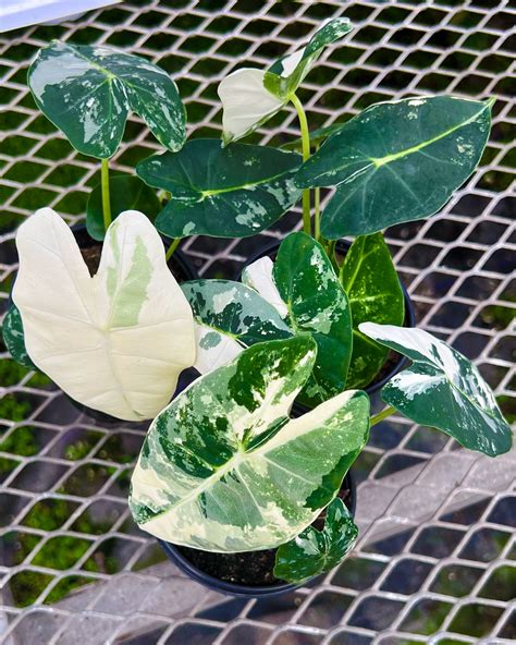 5 Facts about The Beauty of the Alocasia Macrorrhiza Variegata Plant ...