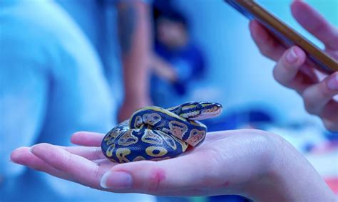 O Que Significa Sonhar Com Cobra Pequenininha - O que significa Sonhar com Cobra Pequena?