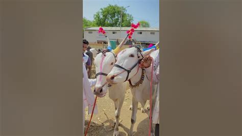 अनवर शेठ यांचा Live🛑 सौदा चाळीसगांव बैल बाजार बैलबाजार बैलखरेदी