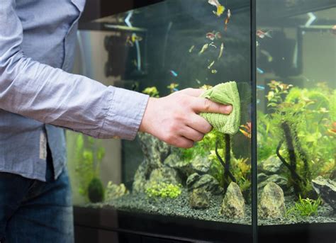 How To Clean a Fish Tank | PetMD