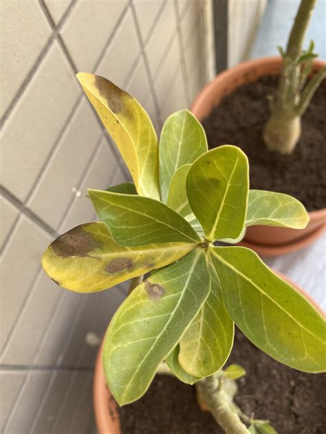 Why Are My Desert Roses Leaves Turning Yellow at Carolyn Lafleur blog