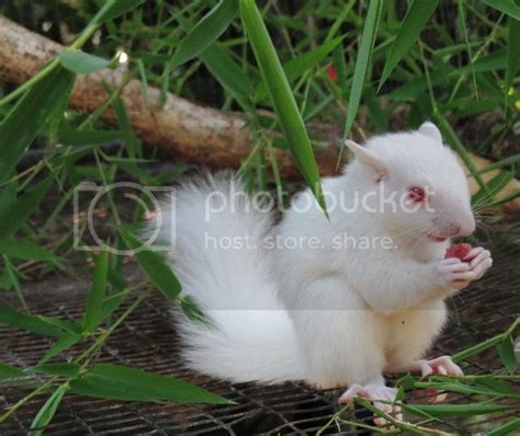 White Squirrel Photo by aguirrewar | Photobucket