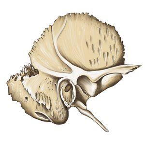 Canals of the temporal bone – Easy Anatomy 3D