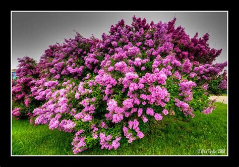 Lilac Bush 2010 Lilac Bushes Love Garden Flowering Shrubs