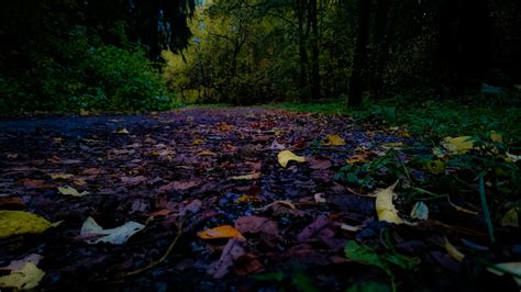 Free Images Tree Nature Forest Sunlight Leaf Flower Autumn